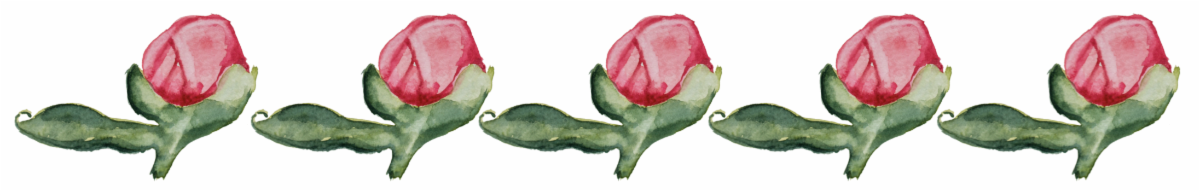 rose bud row