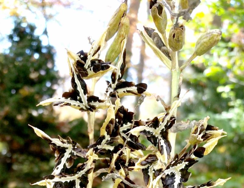 hosta seed pods
