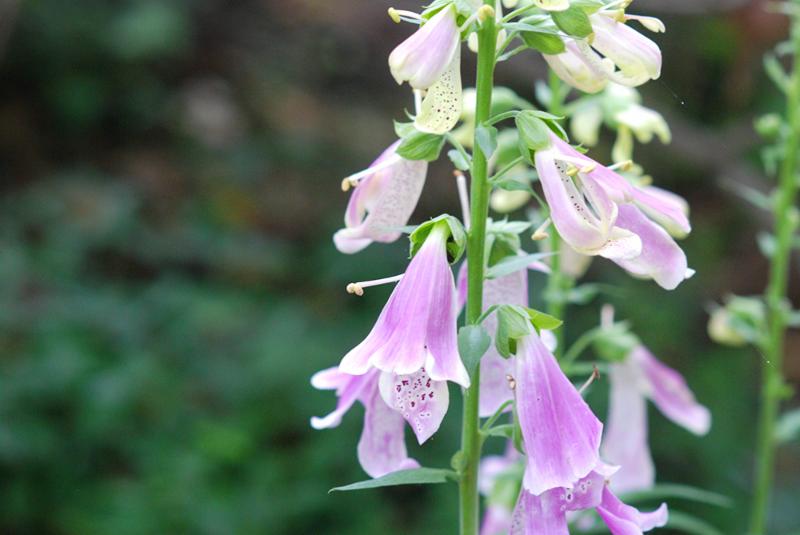 Foxglove at Lee