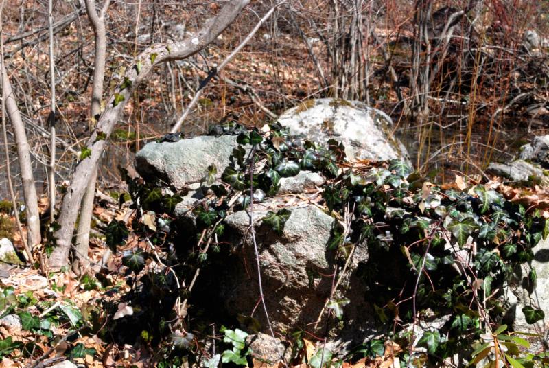 ivy covered rock lee garden