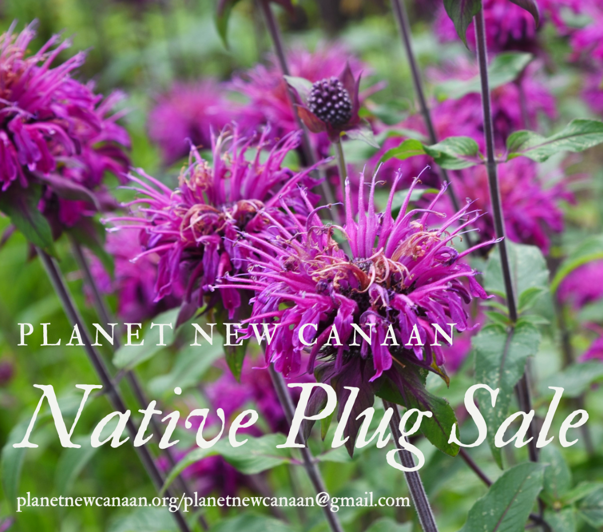 Native Plug Sale