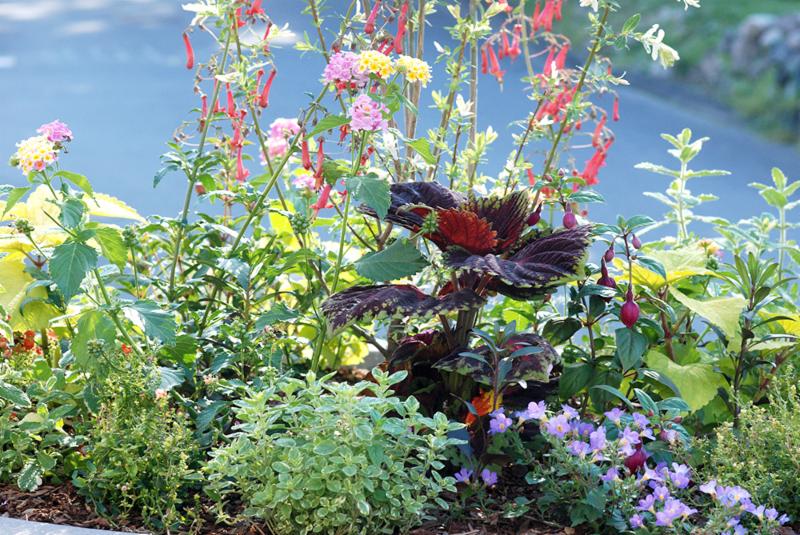 Town Hall new planters