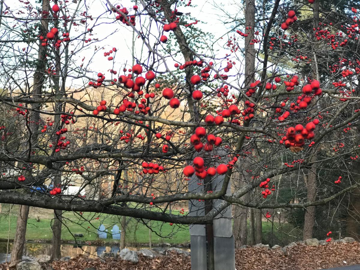 Hawthorne tree Greenley triangle