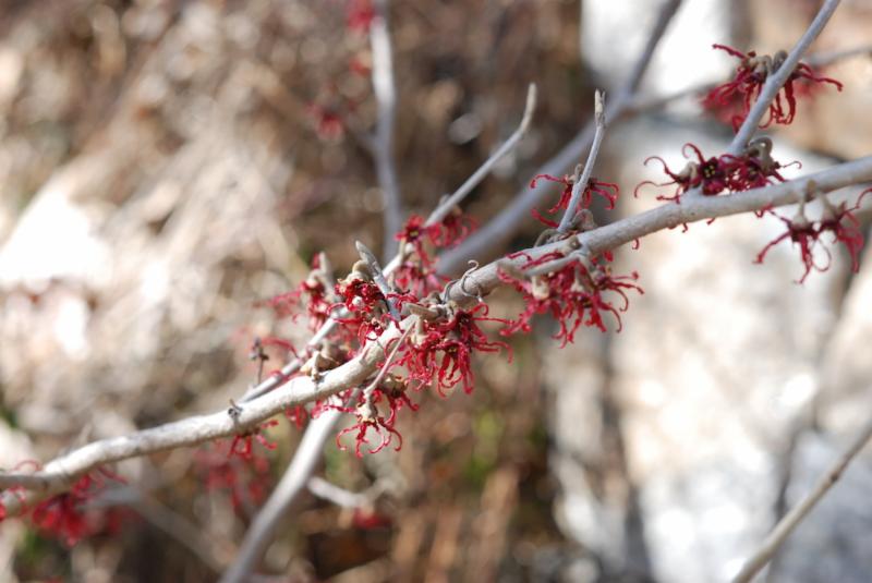 Hamamelis x intermedia 'Birgit'