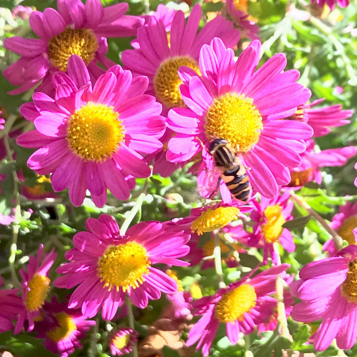 Aster or chrysanthemum