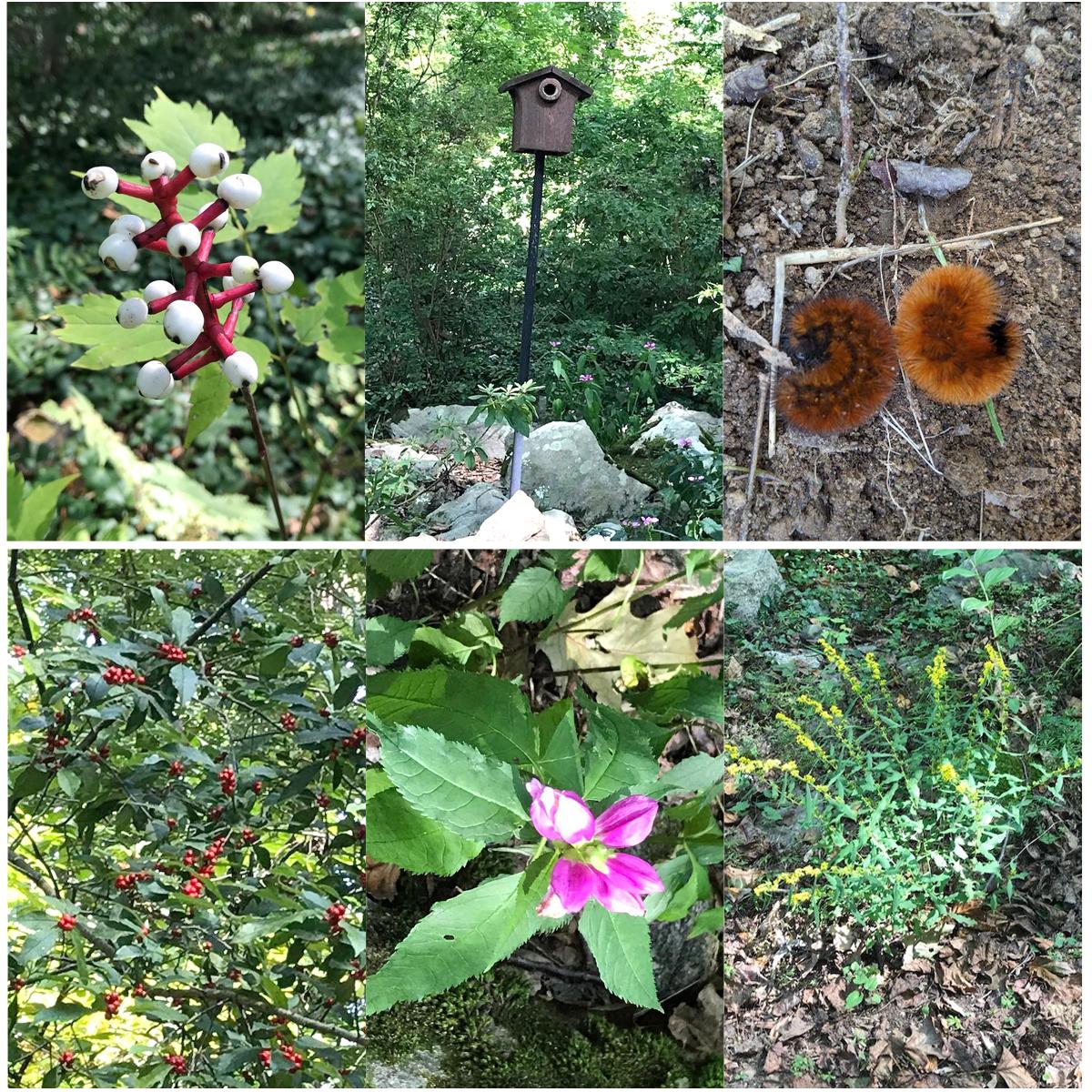 Lee Garden collage