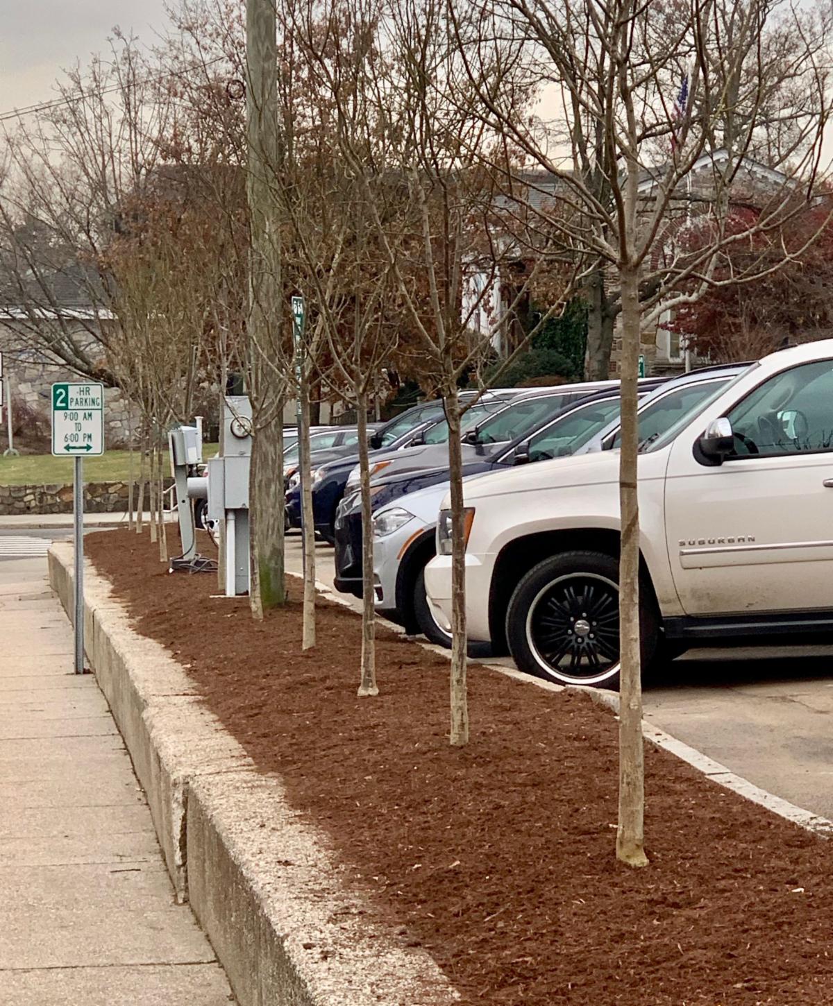 Morse Court trees replaced