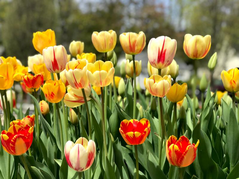 town hall tulips 2019