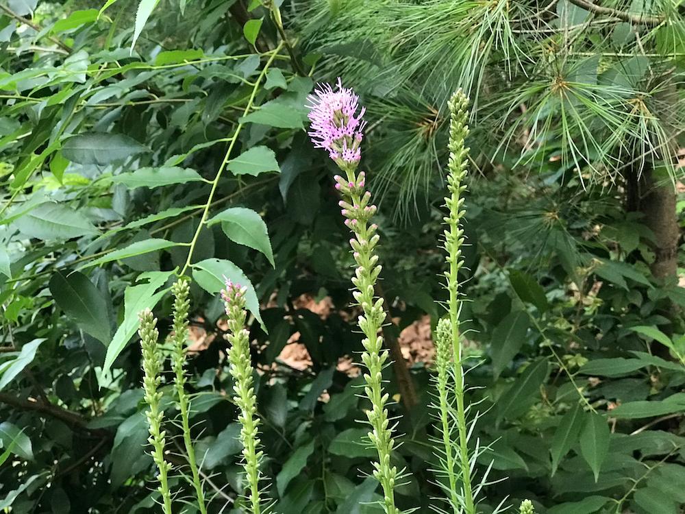 liatris at Bristow