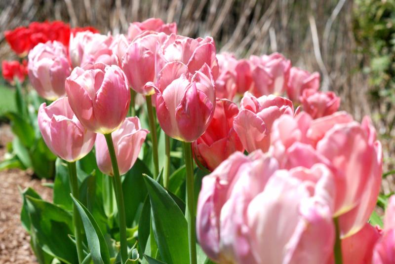 Carol pink tulips