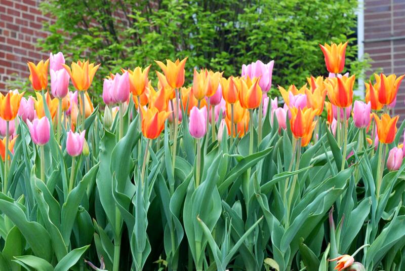 Town Hall planter tulips 2017