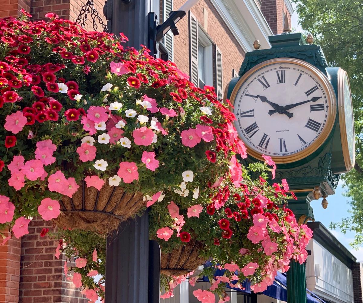 Hanging baskets in August