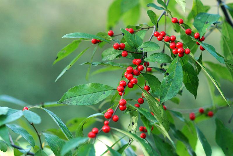 Winterberry Lee Garden