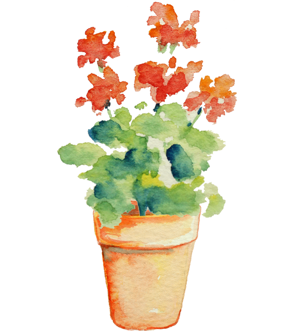 potted red flower