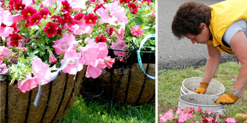 Hanging basket experiment