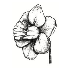 Daffodil Society Greenwich