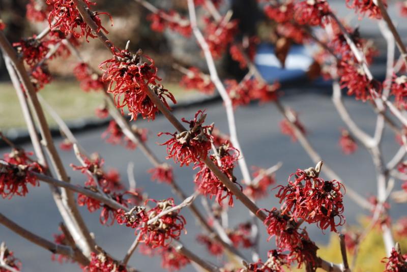 Hamamelis x intermedia _Diane_