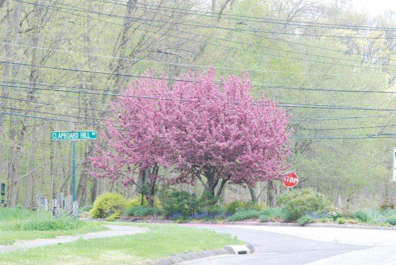 Clapboard triangle crabapple