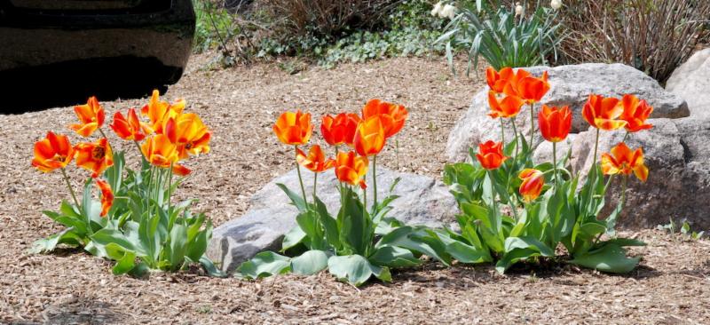 Train Station Tulips