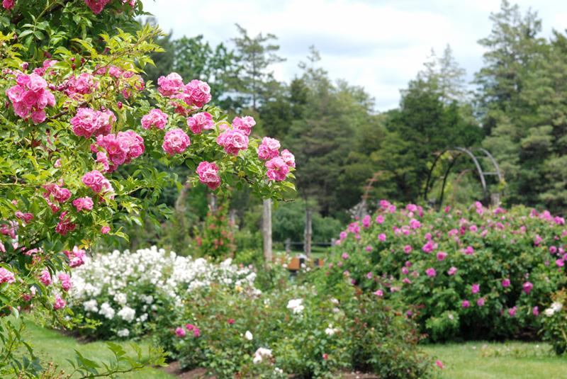 Rose Garden