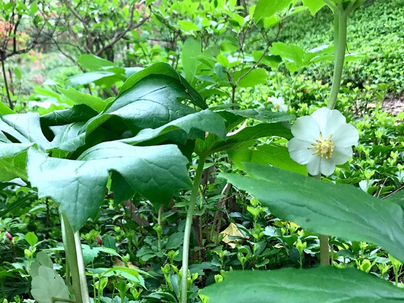 mayapple