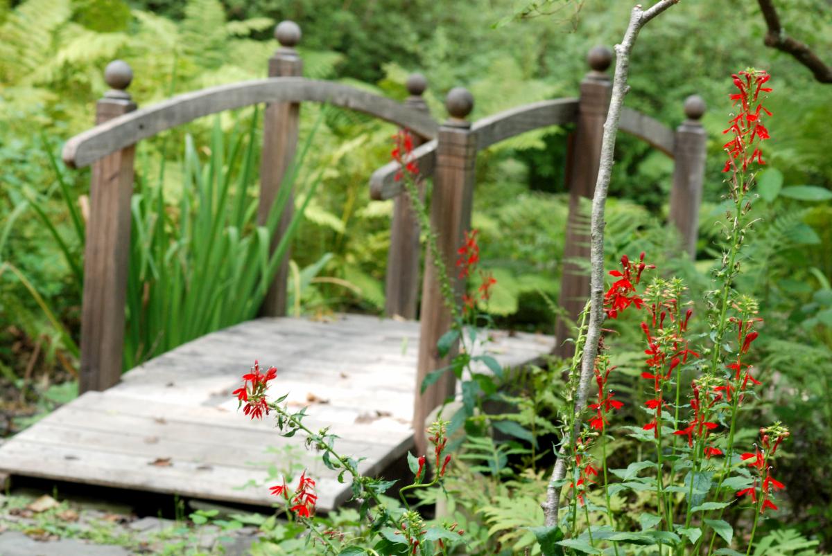 Cardinal Flower at Lee Garden Bridge