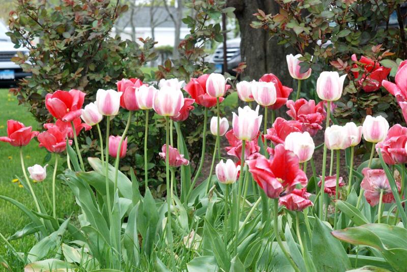 Center Bell Tulips