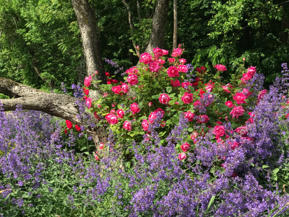 Route 123 and 106 triangle