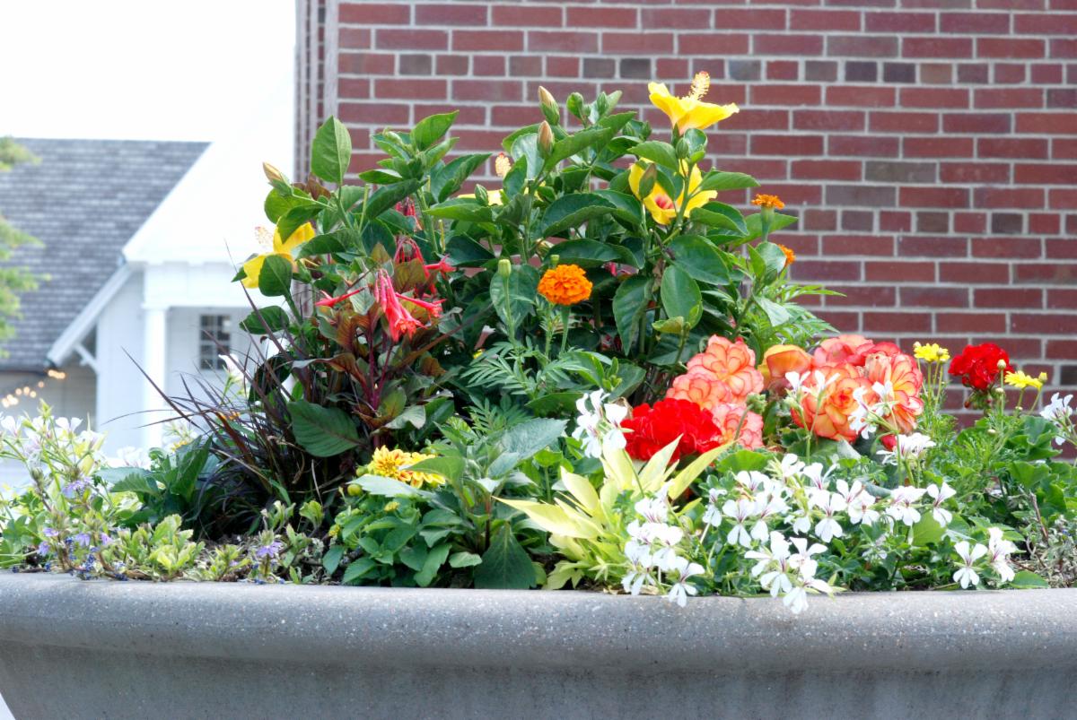 town hall new planters 2021