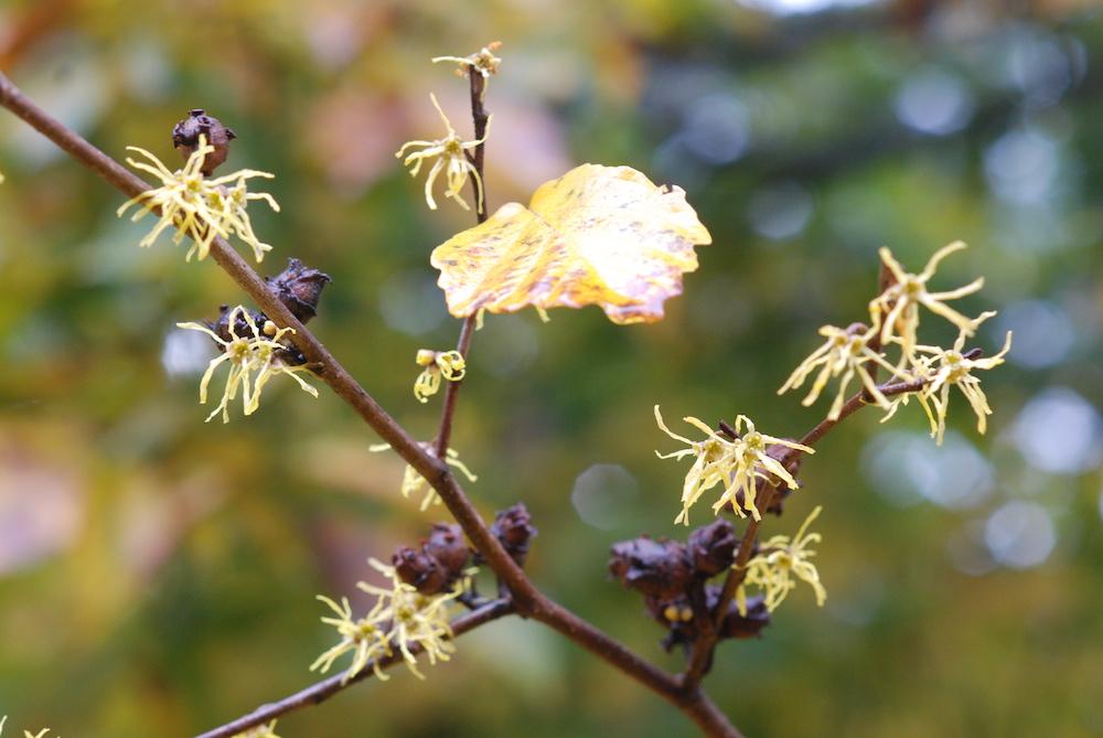 Witch Hazel native