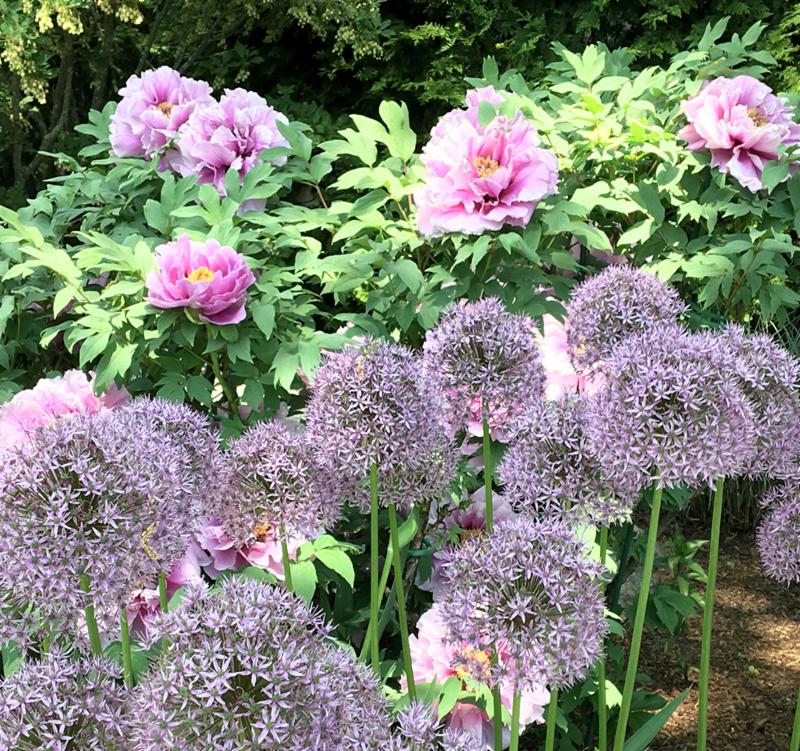 Peonies and allium Carol Seldin
