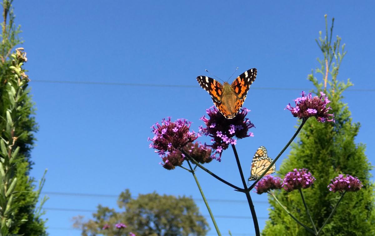 Verbena bonariensis