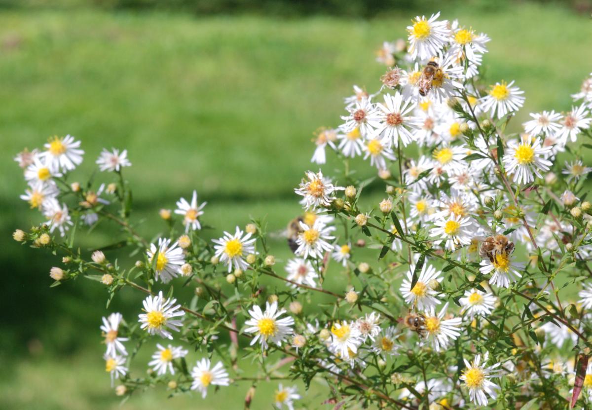 Asters and Bees NCNC