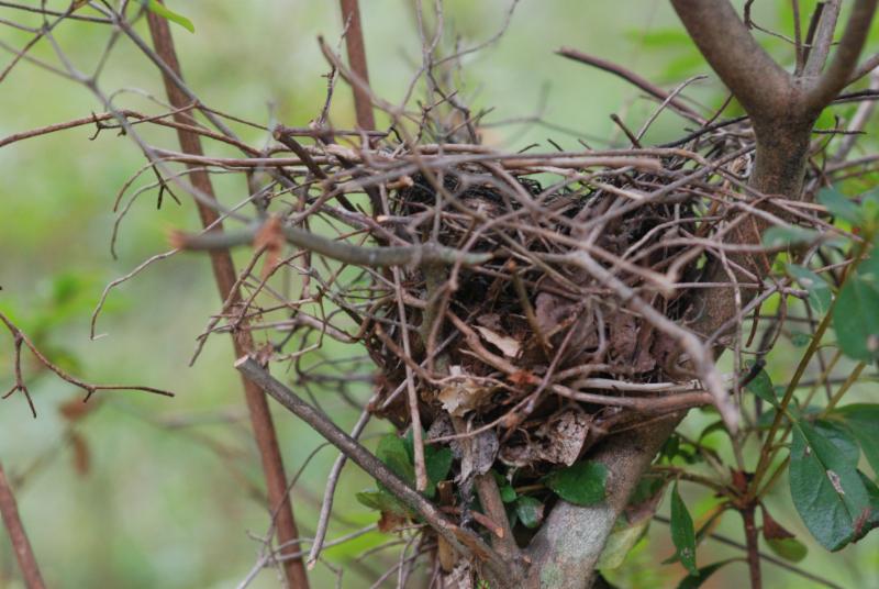 nest at Lee Garden