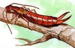 earwig