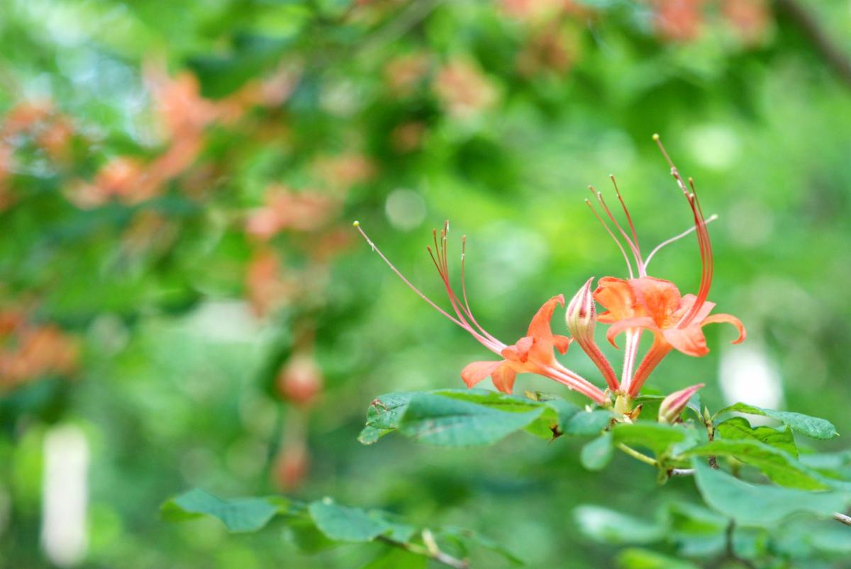 Azalea narcissiflora closeup