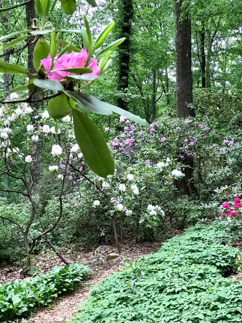 rhododendron