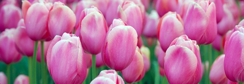 Tulip Banner