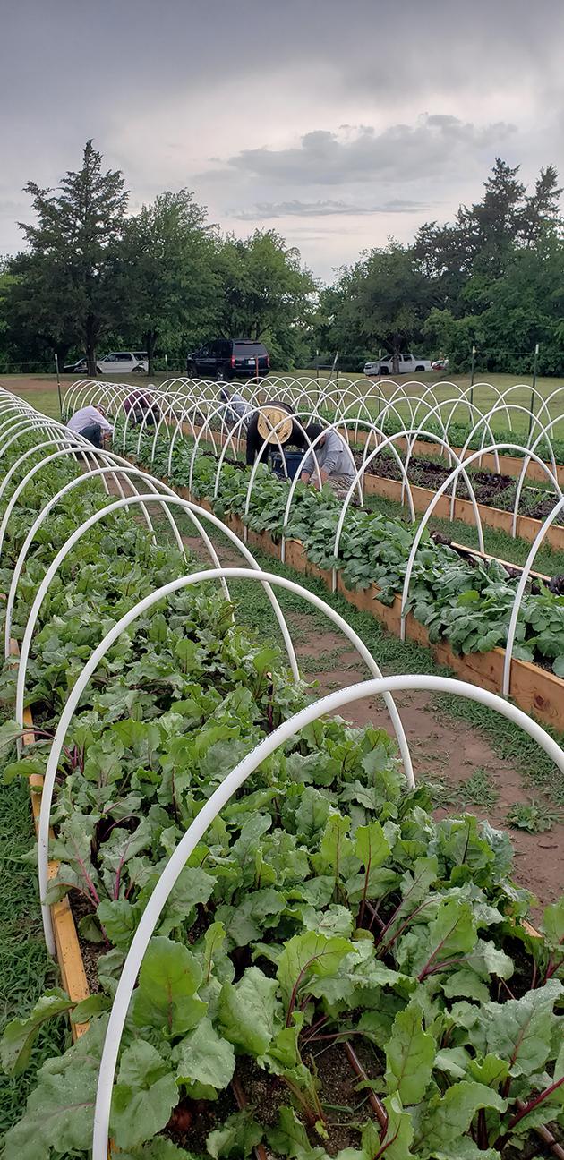 Cedar Spring Farms