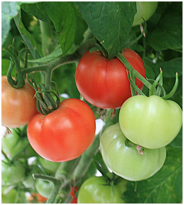 Cedar Spring Farms' Tomatoes