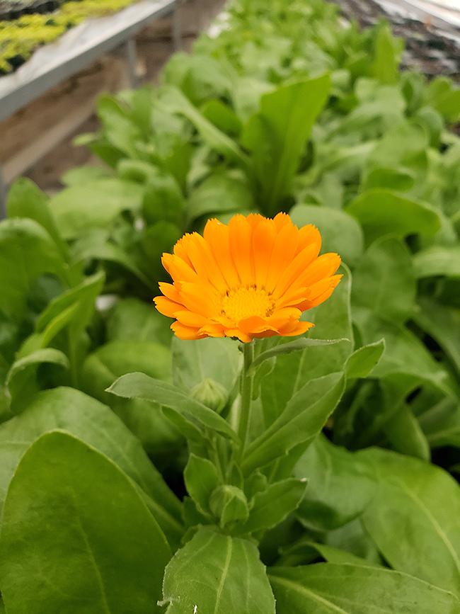 Cedar Spring Farms