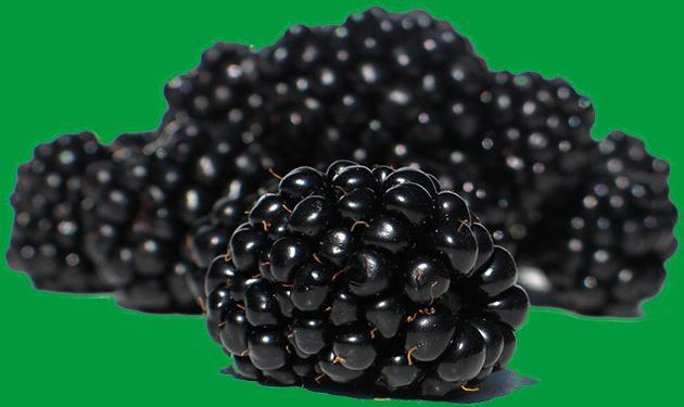 Cedar Spring Farms' Blackberries