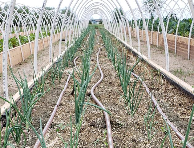 Cedar Spring Farms