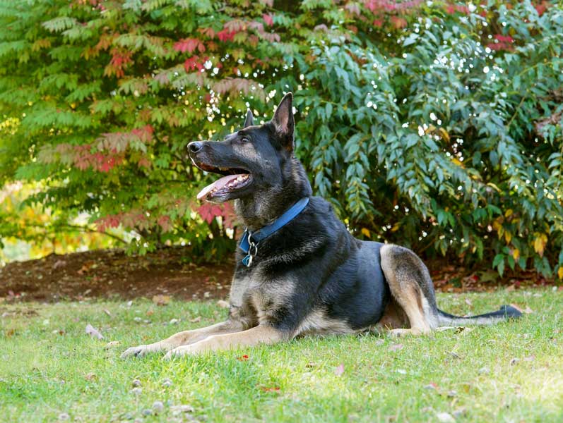 Rocco