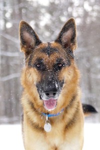 Koda