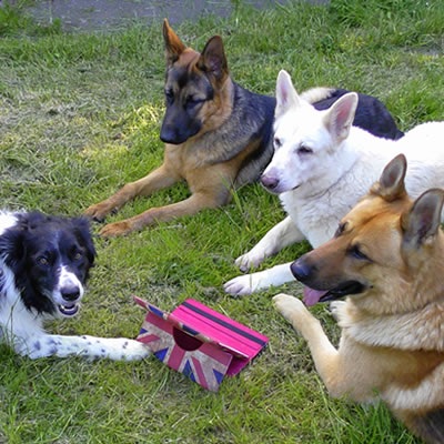 dog board meeting