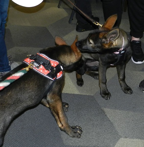 hannan and dash at the 2023 auction