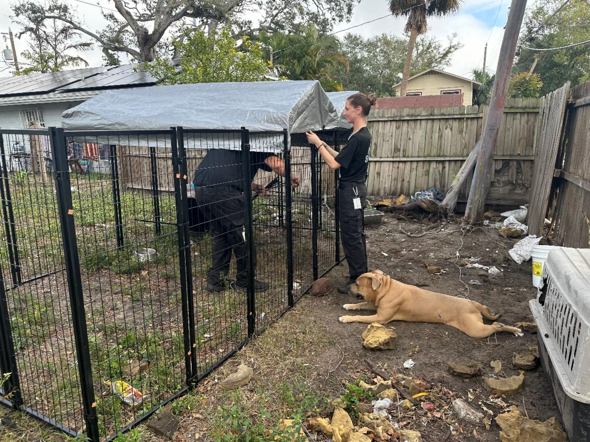 Two animal services officers complete temporary enclosure as a dog laying on the ground watches.