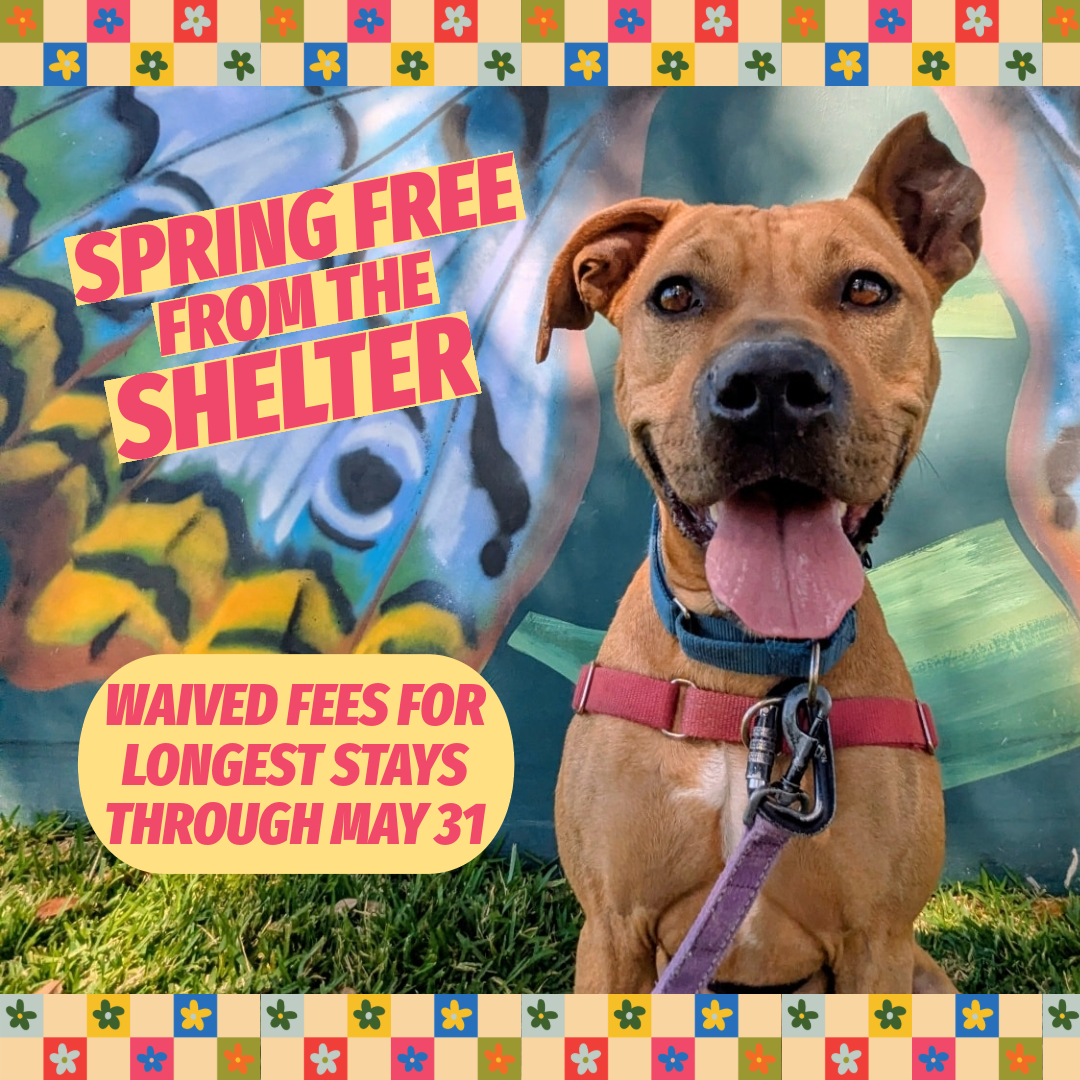 Photo of a brown dog in a flower frame. Text on the photo reads Spring Free from the Shelter. Waived fees for longest stays through May 31