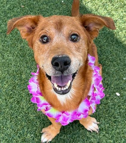 Brown dog wearing pink lei around her neck.